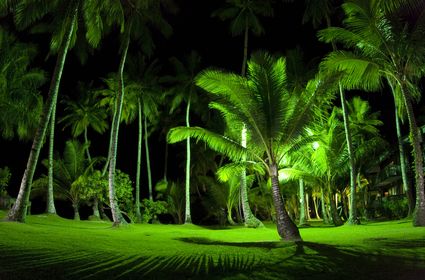 13730_chuuk_palm_trees_and_bright_green_grass_at_night