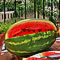 Appartamento - Terrazza