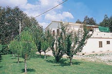 Eucaliptus