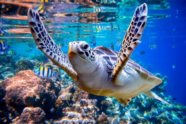 Gli atolli più belli delle Maldive sono loro!