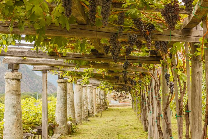 Carema Il giro d'Italia in 10 vini: i borghi del vino