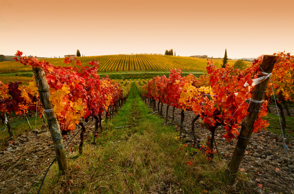 L'Italia dei vini premiati, tra gusto ed eccellenze