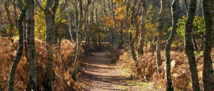 Nottingham_Sherwood I luoghi da fiaba in Europa e in Italia