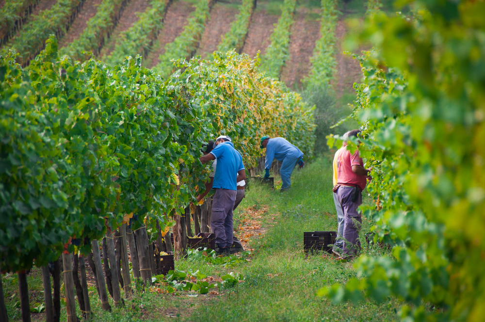 L'Italia dei vini premiati, tra gusto ed eccellenze