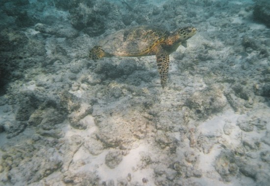 Photo male a nuoto tra tartarughe marine in Male - Pictures and Images of Male 