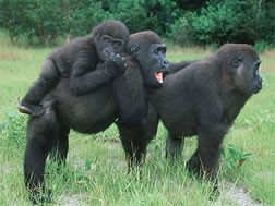 Douala Africa