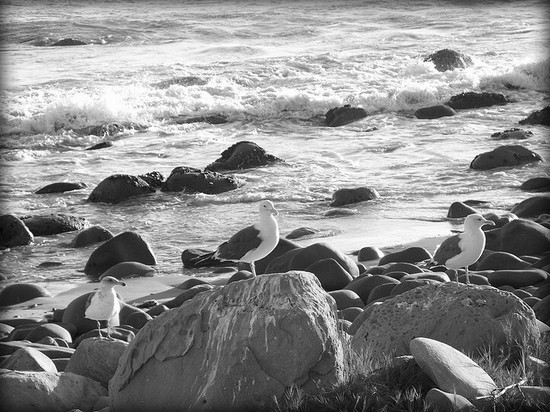 Photo El Capitan State Beach in Goleta - Pictures and Images of Goleta 