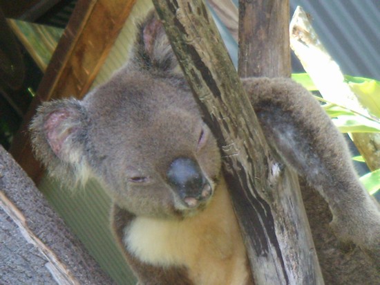 Photo amico cairns in Cairns - Pictures and Images of Cairns 