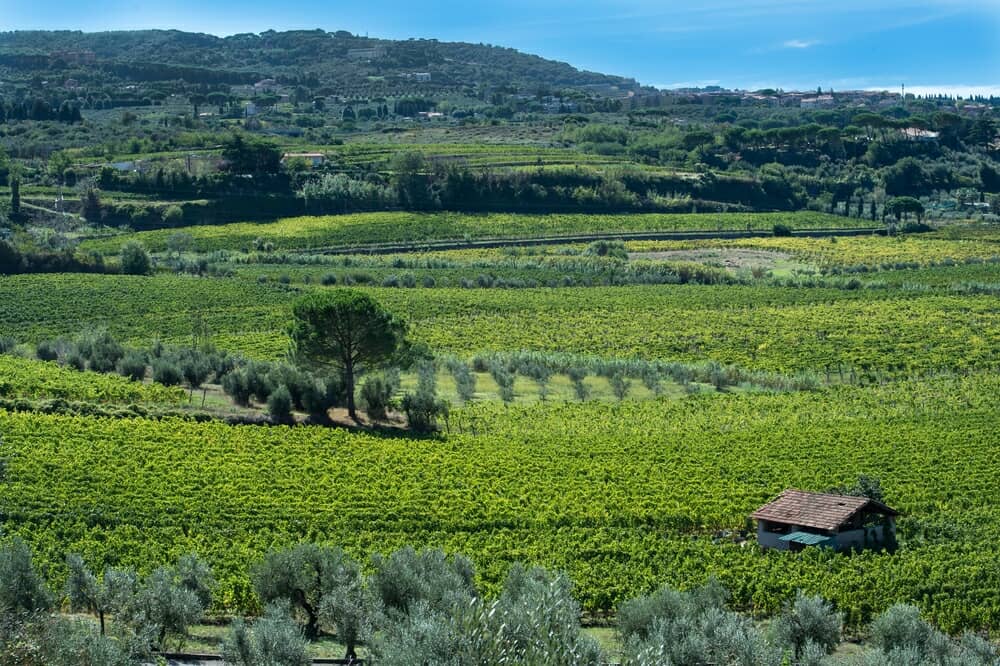 Vino Frascati