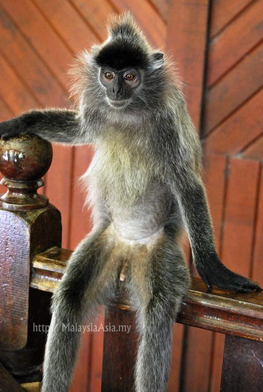 Photo Long Tail Macaque in Labuk in Sabah - Pictures and Images of Sabah 