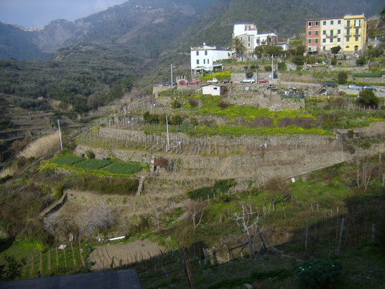 Photo corniglia vernazza in Vernazza - Pictures and Images of Vernazza 