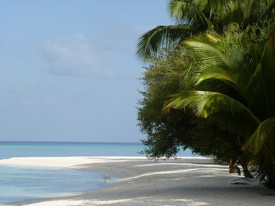 Photo palme atollo di ari in Ari Atoll - Pictures and Images of Ari Atoll 