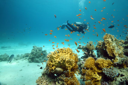 http://images.placesonline.com/photos/8622_sharm_el_sheikh_immersioni.jpg