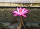 of&nbsp;Rosangela
