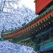 Pékin