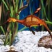 Un acuario muy divertido
