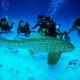 Sub Thailandia