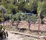 Giardino Giardino