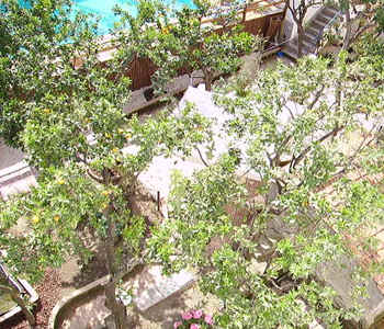 Giardino