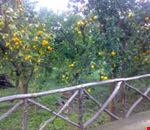Giardino Giardino