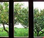 Giardino Giardino