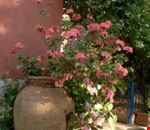 Giardino Giardino