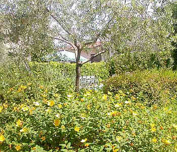 Giardino