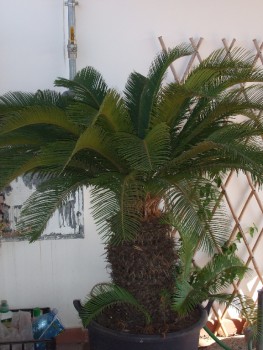 Esterno