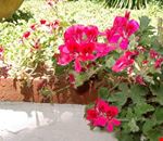 Giardino Giardino