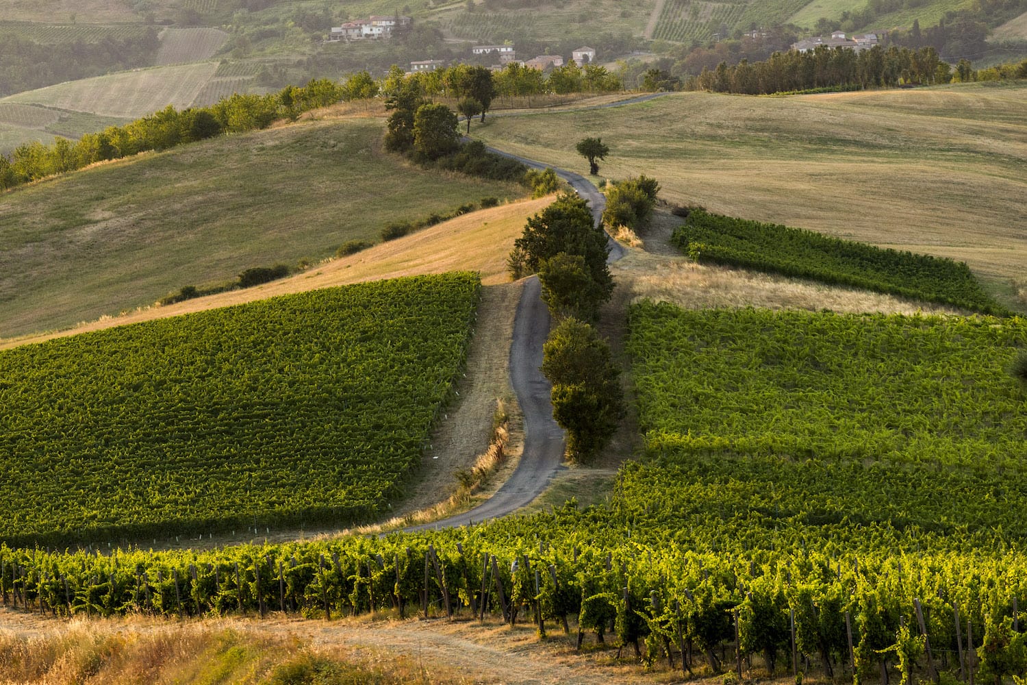 Il vino buono a regola d’arte, la formula eccellente dei Consorzi di Tutela