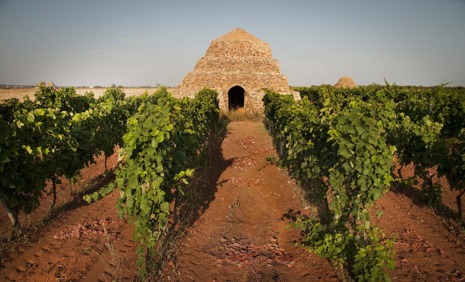 Il vino buono a regola d’arte, la formula eccellente dei Consorzi di Tutela