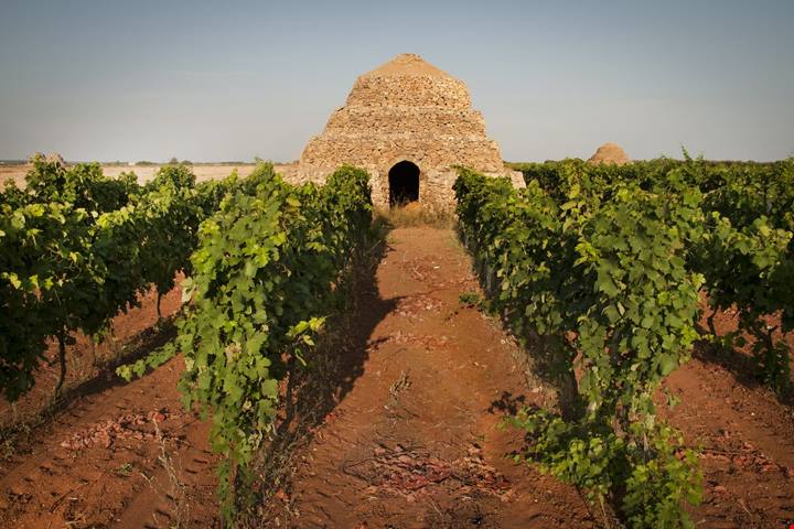 Il vino buono a regola d’arte, la formula eccellente dei Consorzi di Tutela