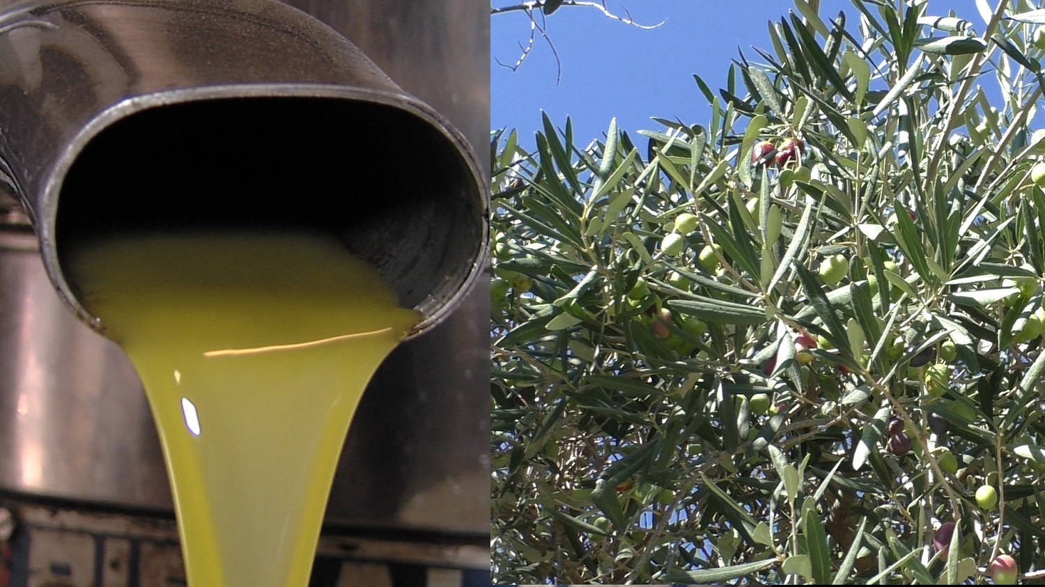 L'importanza della dieta mediterranea e il rapporto con il territorio: l'esempio del GAL Colline Salernitane