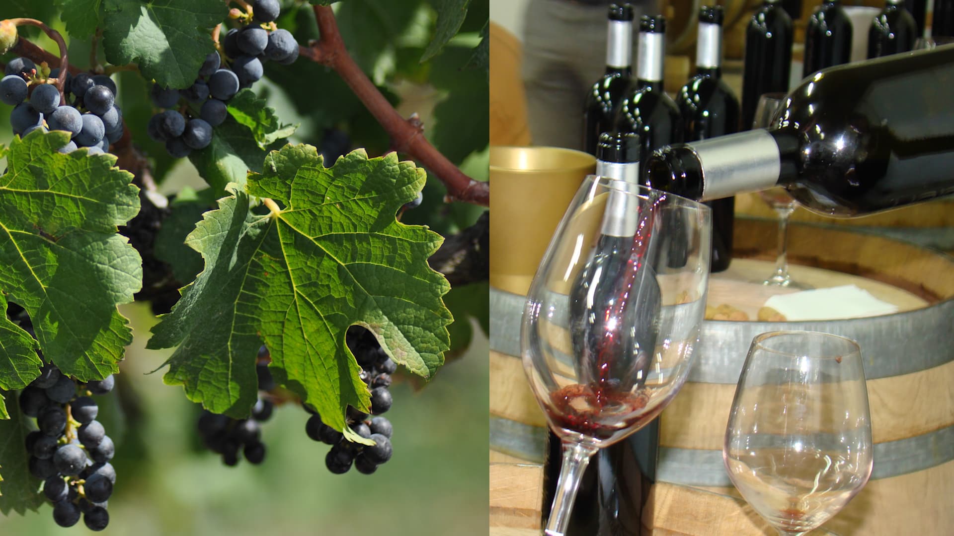 L'importanza della dieta mediterranea e il rapporto con il territorio: l'esempio del GAL Colline Salernitane