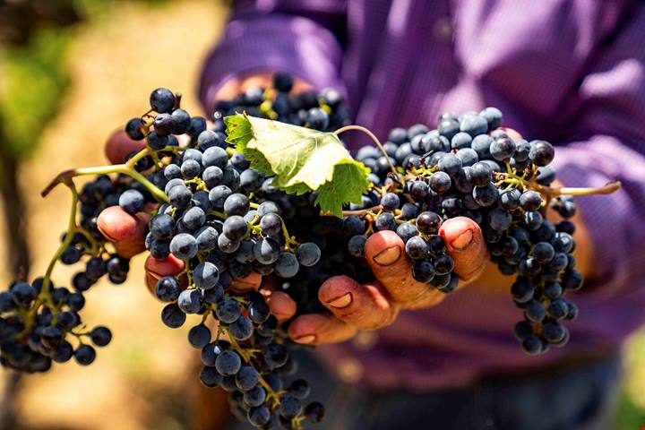 Le eccellenze siciliane fanno rete | PaesiOnline