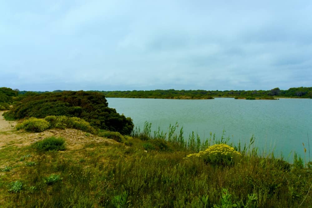 Garrofera