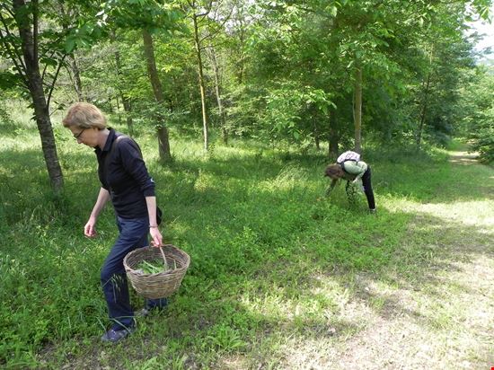 DOMENICHE CONTADINE - LABORATORIO SULLE ERBE SPONTANEE Forano