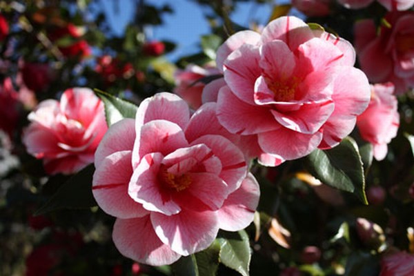 mostra_della_camelia