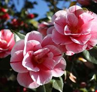 mostra_della_camelia mostra_della_camelia