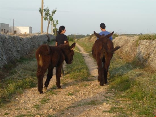 Passeggiata con gli asinelli Putignano