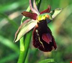 orchidays orchidays
