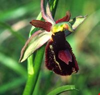 orchidays orchidays