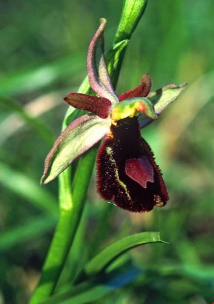 Orchidays 2011 Bordano