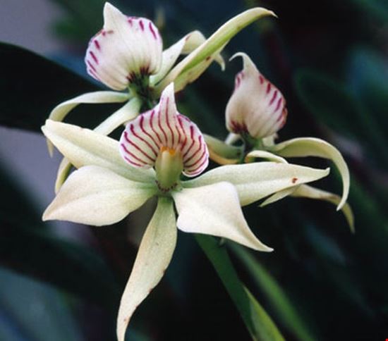 Orchidays 2011 Bordano