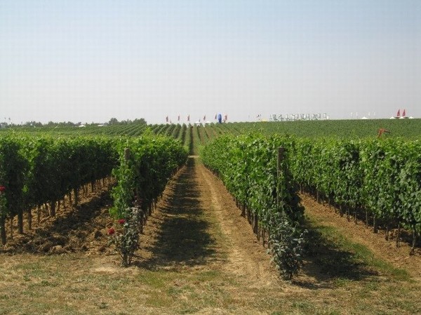 sabato_28_maggio_serata_degustazione_cicchetti_veneziani_e_vini_colli_friulani