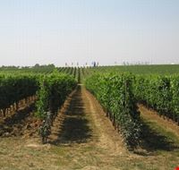sabato_28_maggio_serata_degustazione_cicchetti_veneziani_e_vini_colli_friulani sabato_28_maggio_serata_degustazione_cicchetti_veneziani_e_vini_colli_friulani