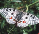 butterfly_safari butterfly_safari