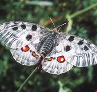 butterfly_safari butterfly_safari