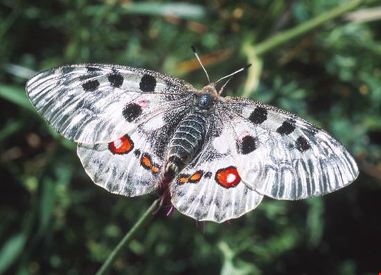 Butterfly Safari Bordano