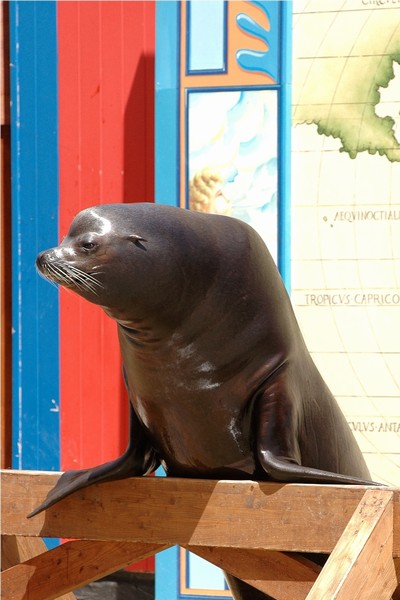 il_leone_marino_vito_a_zoomarine